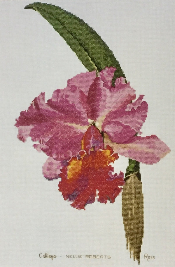 Orchids - Cattleya by Graeme Ross