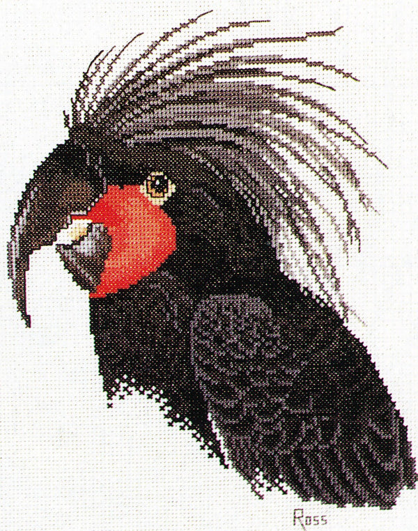 Palm Cockatoo by Graeme Ross