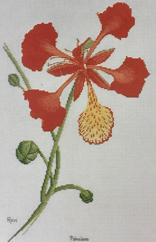 Poinciana by Graeme Ross