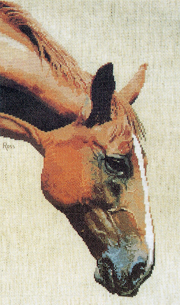 Appaloosa by Graeme Ross