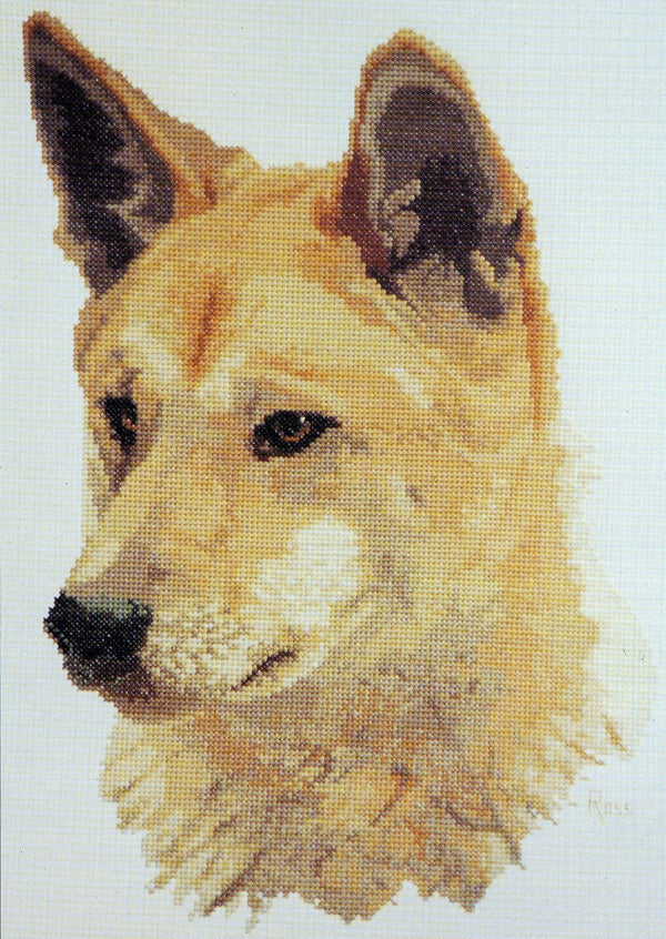 Dingo by Graeme Ross
