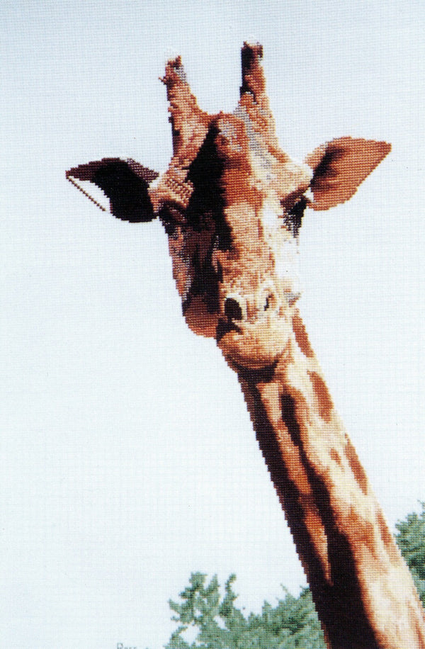 Giraffe by Graeme Ross