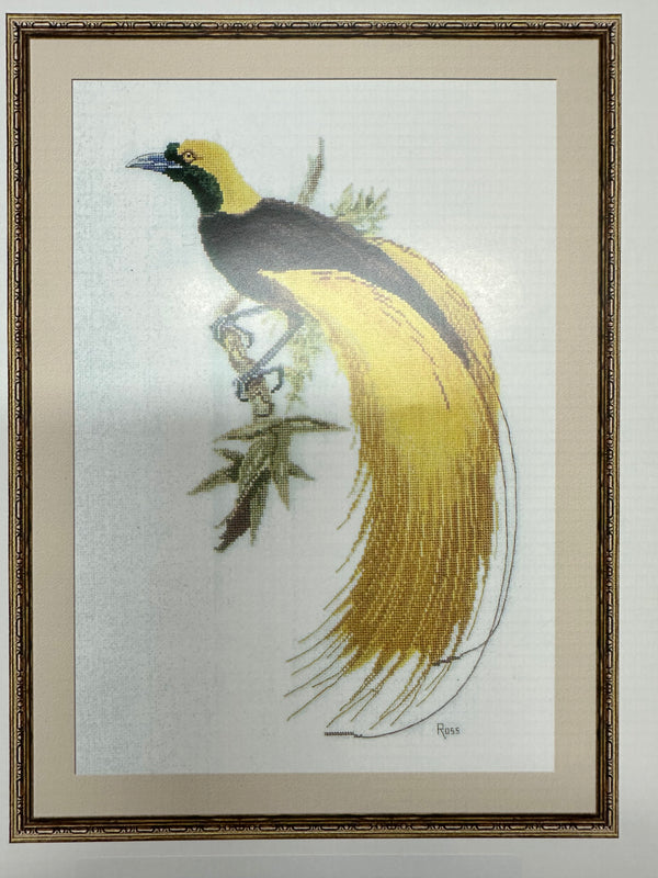 Greater Bird of Paradise by Graeme Ross