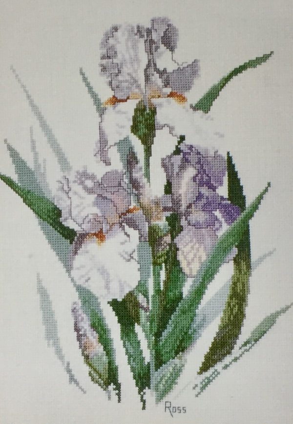 Iris by Graeme Ross