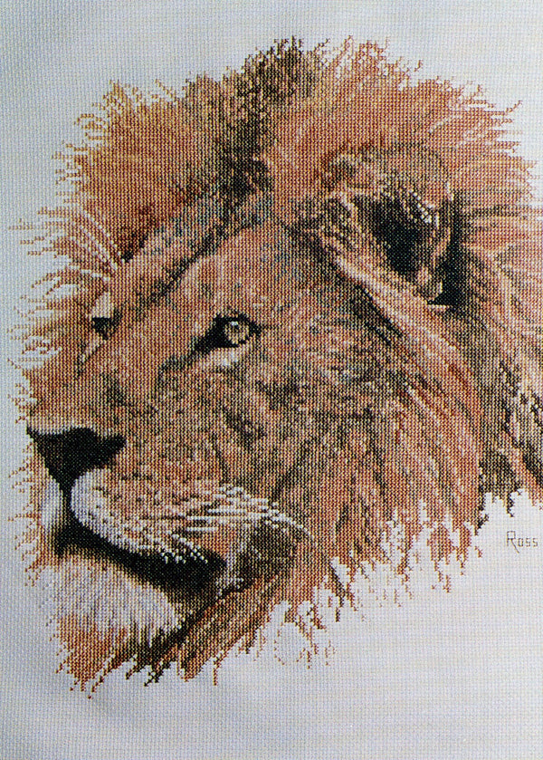 Lion by Graeme Ross
