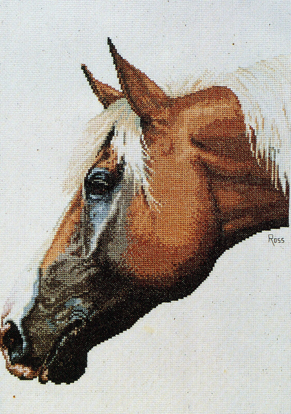 Palomino by Graeme Ross