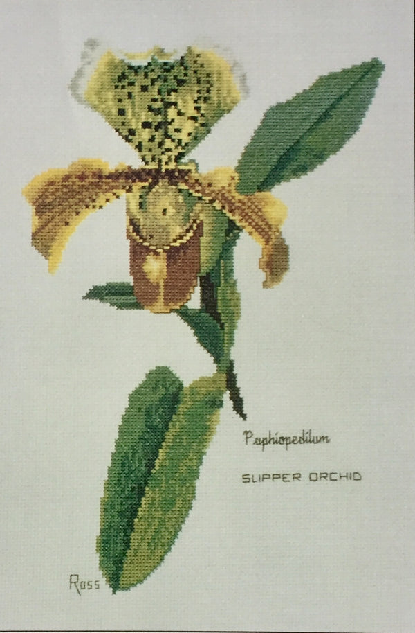 Orchids - Paphiopedilum by Graeme Ross