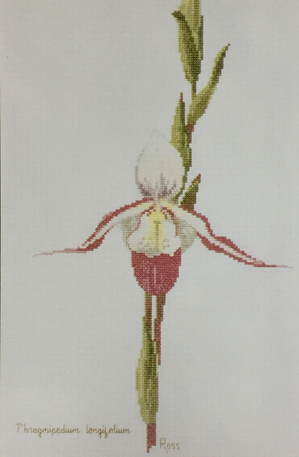 Orchids - Phragmipedium by Graeme Ross