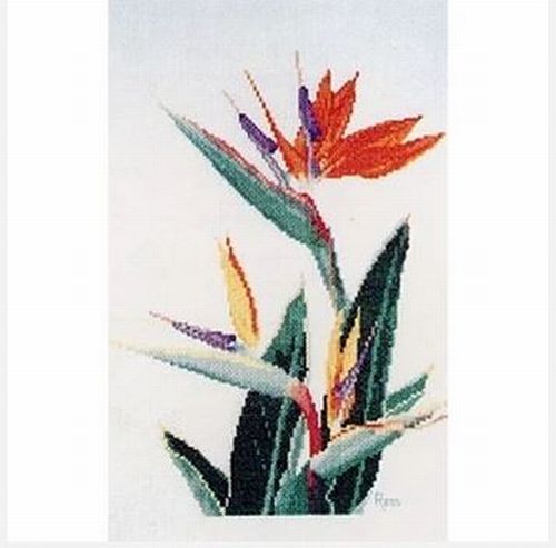 Strelitzia by Graeme Ross