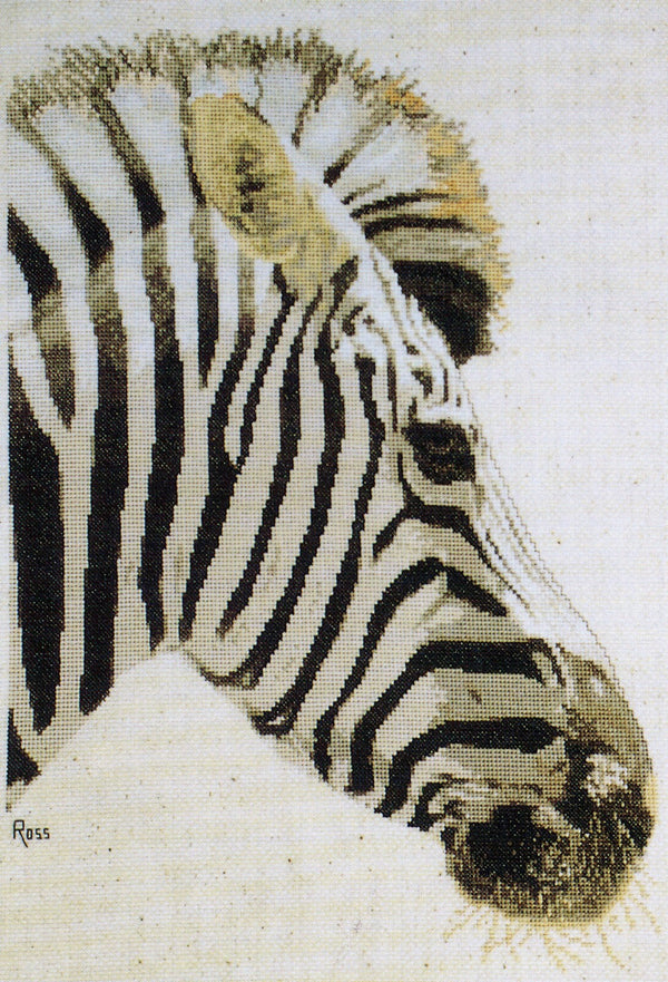 Zebra by Graeme Ross