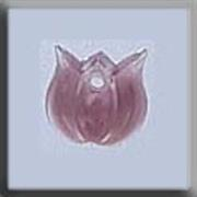 Mill Hill - Glass Treasures - 12157 Very Small Tulip Marbled Rose